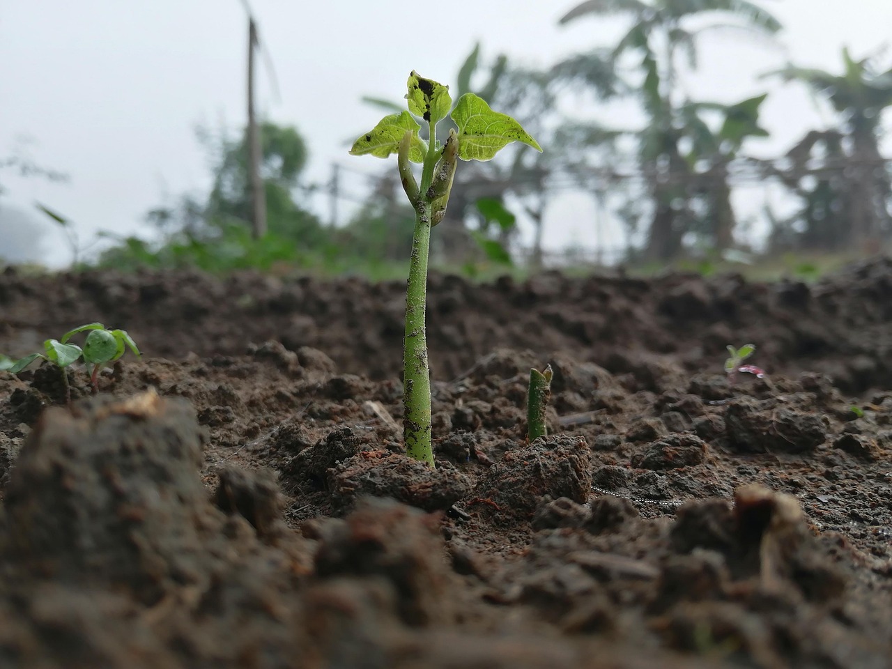 découvrez l'écosystème : un ensemble complexe d'interactions entre les organismes vivants et leur environnement. explorez l'importance de la biodiversité, les relations écologiques et l'impact des activités humaines sur nos milieux naturels.