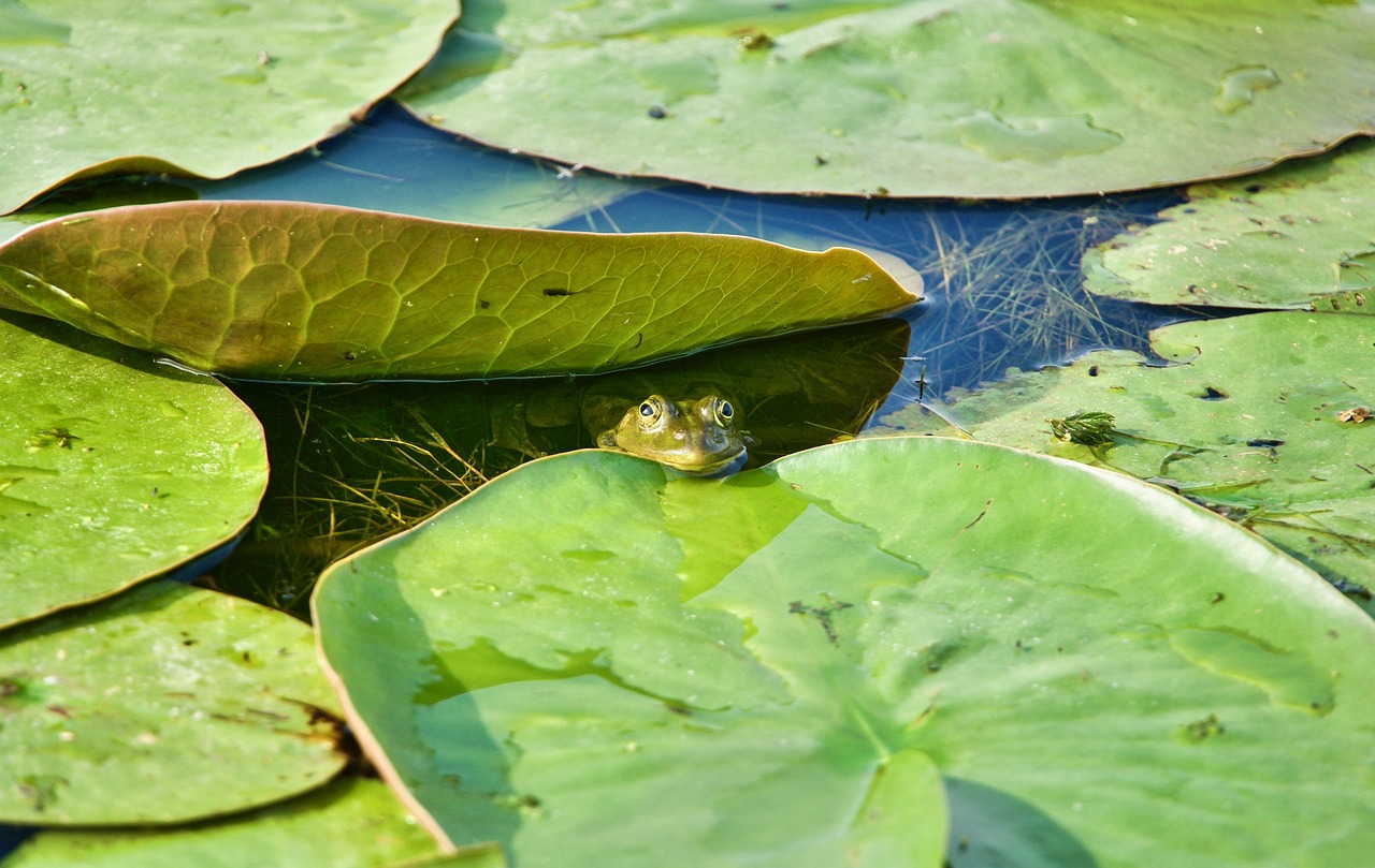 découvrez l'écosystème, un réseau complexe d'interactions entre les organismes vivants et leur environnement. apprenez comment les différentes espèces coexistent, les cycles de vie, et l'importance de la biodiversité pour la santé de notre planète.