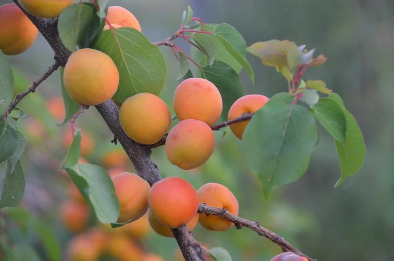 Impact sur l'agriculture durable